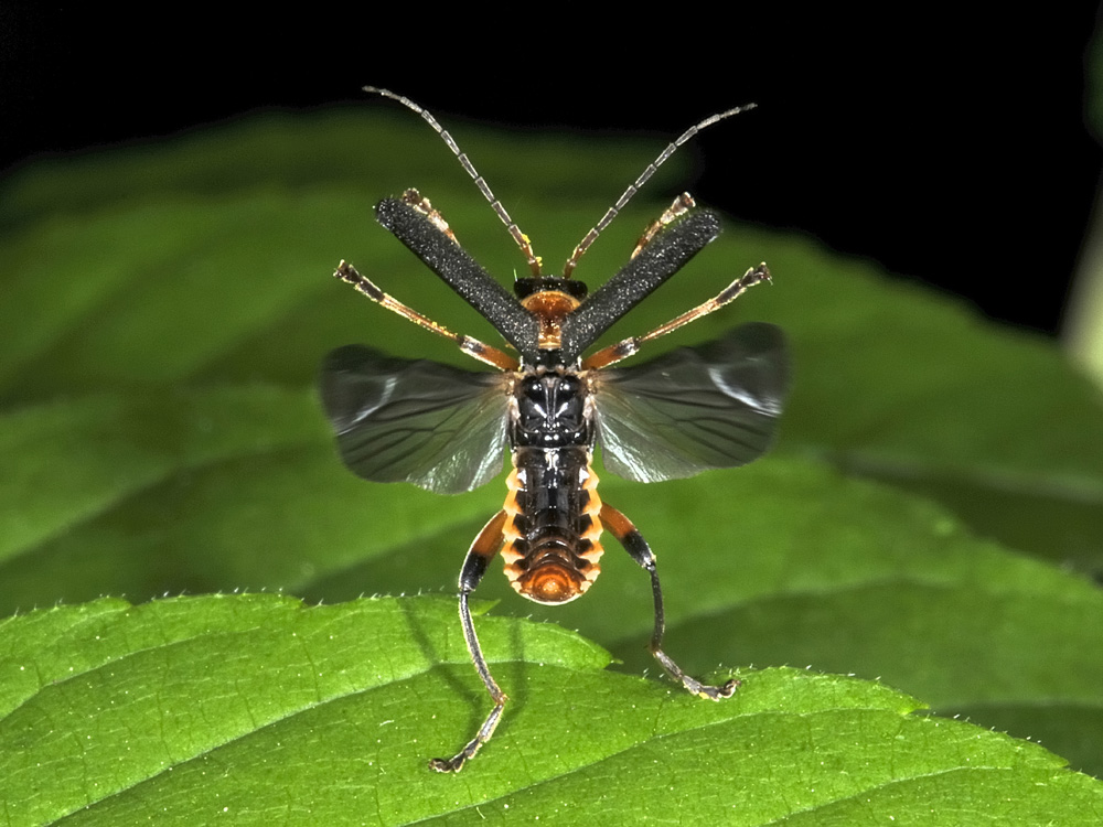 Cantharis nigricans?